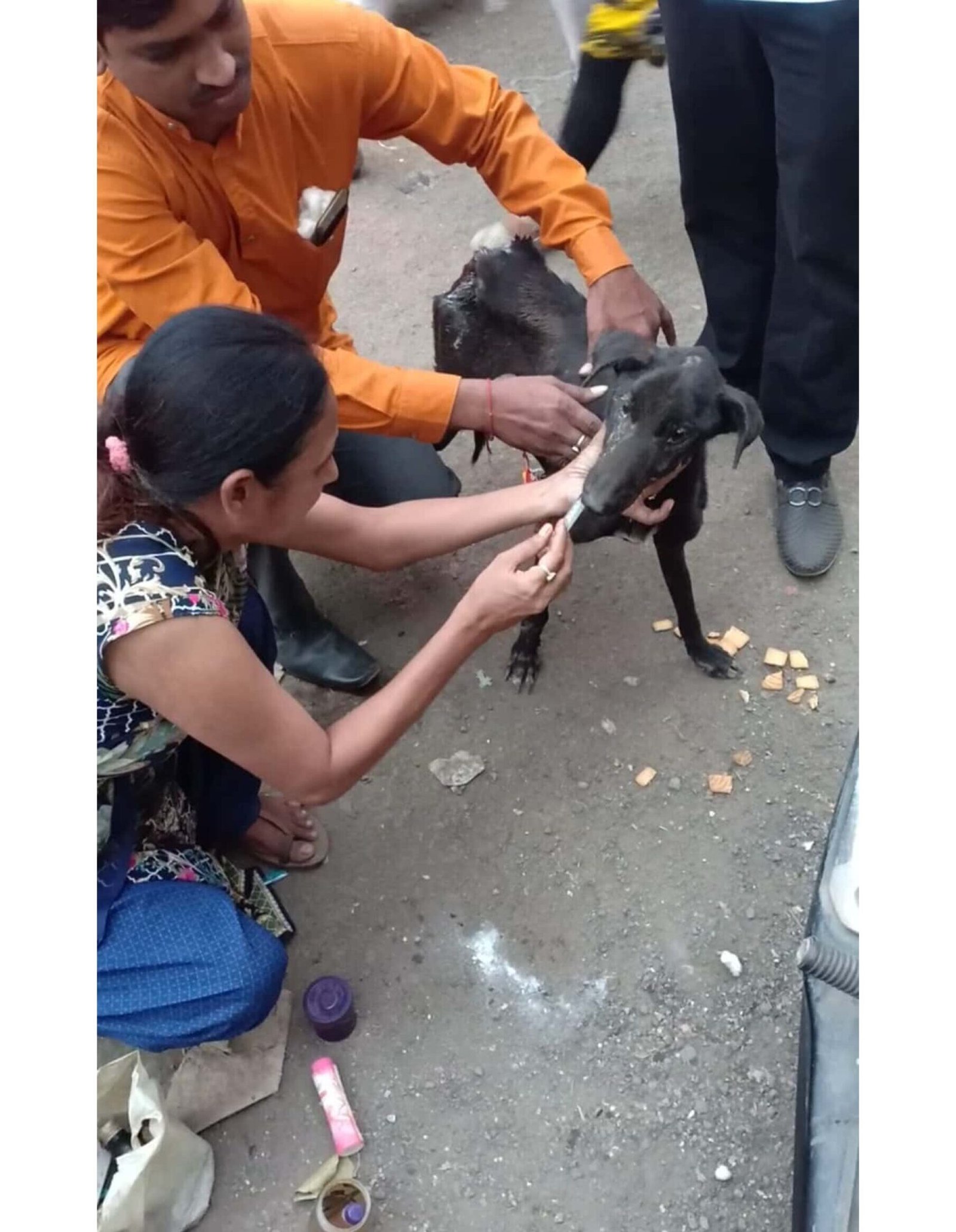 Animal Care NGO